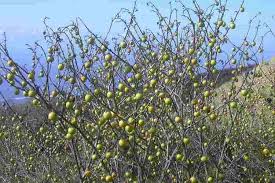 Image result for Solanum linneanum