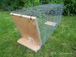 I Made This Squirrel Trap Yesterday As We Have Had A Big Problem With These Animals Recently And This Type Of Trap Tends T Rabbit Traps Animal Traps Squirrel