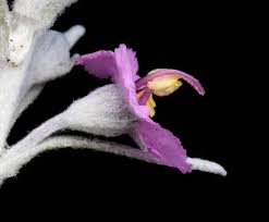 Image result for Sopubia ramosa