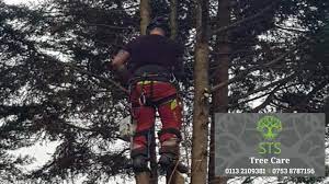 Tree Surgeon Pudsey Leeds Sapling To Sycamore Tree Services Tree Felling Root And Stump Removal Tree Surgeons Tree Service Tree Felling