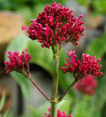 Image result for Valerianaceae