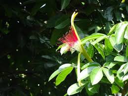 Check spelling or type a new query. Pachira Aquatica Propagation Sunday Gardener