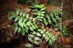 Image result for Zanthoxylum usambarense