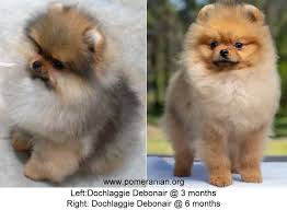 The latest tweets from ugly puppy 1312 (@antatomy). Pomeranian Puppy Uglies