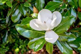 They are a very popular large shrub or small tree that is commonly grown on the east coast and west coast of north america. 12 Common Species Of Magnolia Trees And Shrubs