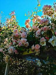 Vignette Design Climbing New Dawn Rose In All Its Glory Rose Garden Design Climbing Roses New Dawn Climbing Rose