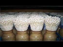 When you are first starting off your. Success Story Of Mushroom Cultivation In Malayalam Vozeli Com