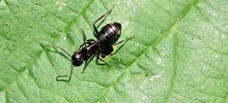Furthermore, this product uses a blend. 5 Best Ant Sprays In 2021 Detailed Reviews