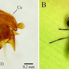 Image result for Terminalia trichopoda