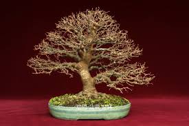 盆栽欣賞 台灣櫸樹 張老師的相簿 痞客邦pixnet bonsai art of living plants