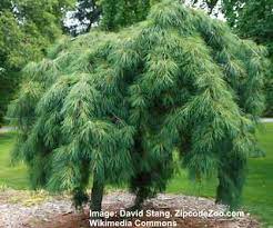 If you are in search of dwarf evergreen trees. Small Or Dwarf Weeping Trees For Landscaping With Pictures