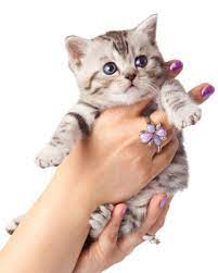 Kittens as young as these are easier to take care of as long as their surroundings are safe, they are provided with food appropriate for them, and they know where to find the litter box. Gccf Online Buying A Kitten
