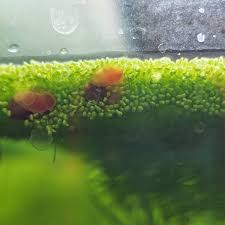 Image result for Wolffia