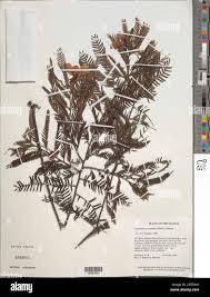 Image result for Chamaecrista falcinella