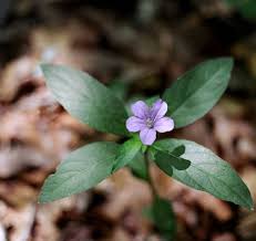 Image result for Anisotes sessiliflorus