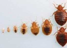 A nymph is not able to reproduce until it has fully matured. What Do Baby Bed Bugs Look Like Colors Size Bites 7 Ways To Kill