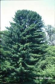Maybe you would like to learn more about one of these? Pinus Koraiensis Korean Pine North Carolina Extension Gardener Plant Toolbox