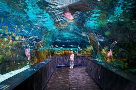 Ripley S Aquarium Of The Smokies Gatlinburg Tn Gatlinburg Vacation Tennessee Vacation Ripley Aquarium