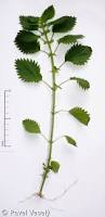 Image result for Urtica urens