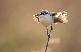 Nate fifield — memories (warm up version) 03:28. The 2019 Audubon Photography Awards Top 100 Audubon