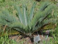 Image result for Encephalartos aplanatus