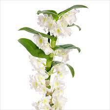 Dendrobium