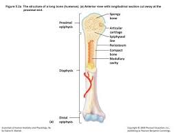 The epiphysis is covered by articular cartilage. Proximal Epiphysis Long Bone Diagram Club Car Battery Wiring Diagram 4 Hazzard Kebilau Waystar Fr