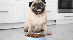 It will get at the side of kids, also with different pets pretty much. Best Dog Foods For Pugs Puppies Adults Seniors