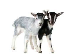 Image result for GOAT