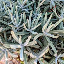 Image result for Cotyledon barbeyi