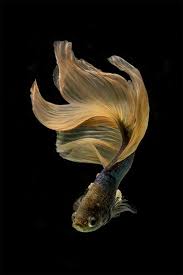 Pin By Jessy The On Black Background In 2020 Betta Fish Fish Beta Fish