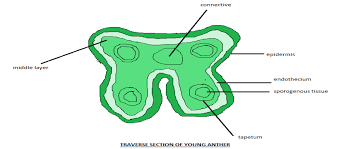Maybe you would like to learn more about one of these? Draw A Neat Labelled Diagram Of Ts Of Young Anther Class 11 Biology Cbse
