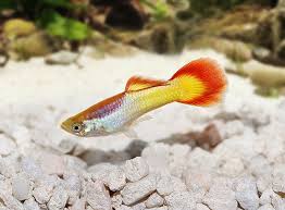 Endlers or endler's livebearer is a colorful species of the poecilia genus sold by the name of endler's guppy in pet shops. Guppy Im Portrait Zooroyal Magazin