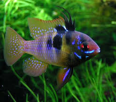 Ramirezi Ou Ciclideo Borboleta Peixes Tropicais Peixes De Aquario De Agua Doce Ciclideos Africanos
