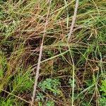 Image result for Sehima