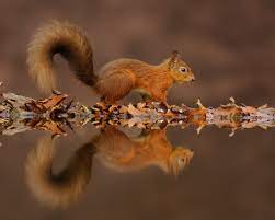 23rd October 2012 Red Squirrel Cute Squirrel Red Squirrel Animal Wallpaper