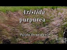 Image result for Aristida leucophaea