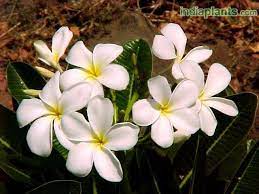 Indiaplants Com Plant Details