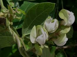 Image result for Wajira grahamiana