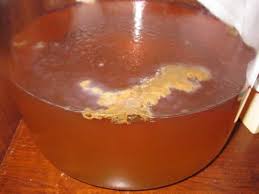 How To Grow A Kombucha Scoby From Scratch Kombucha Home