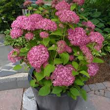 Image result for Hydrangea arborescens Pink Anabelle