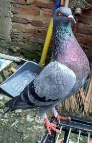 Dibawah ini yaitu beberapa mewarnai gambar merpati yang dapat anda simpan atau cetak untuk menjadi bahan mewarnai si kecil ataupun murid disekolah. Induknya Warna Megan X Megan Berbagi Solusi Merpati Facebook