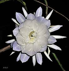 Image result for Microcoelia bulbocalcarata