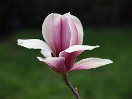 This Is A Beautiful Magnolia P8267386 Jpg 4032 3024 Magnolia Flower Flowers Flower Pictures