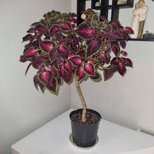 Image result for Coleus cylindraceus