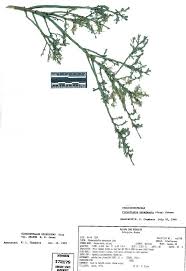 Image result for Galium scabrellum