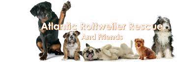 Ask questions and learn about rottweilers at nextdaypets.com. Atlantic Rottweiler Rescue Foundation