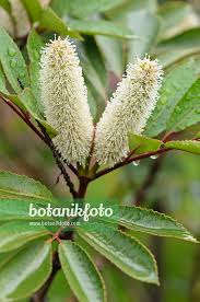 Image result for Cunonia capensis