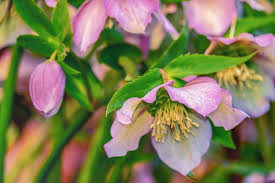 Maybe you would like to learn more about one of these? 10 Christmas Plants You Can Grow Indoors