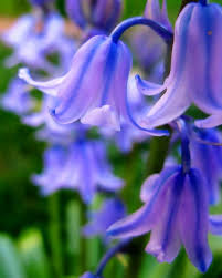 Pin On Beautiful Flowers